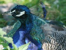 Blauer-Pfau-14.jpg